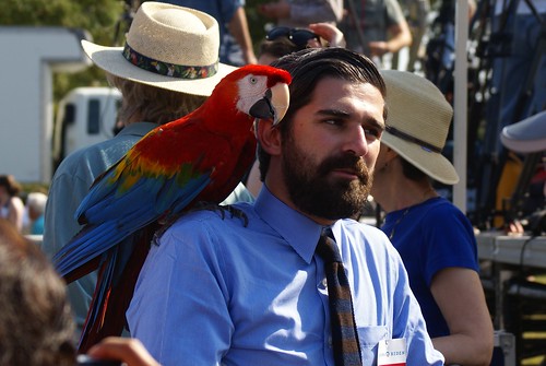 Macaw w/ Media