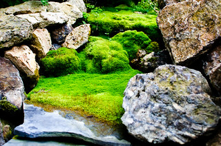 Moss Waterfall