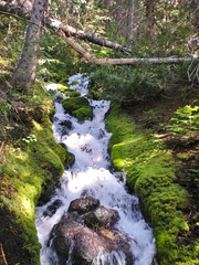 Creek at Base of Mt. Rainier