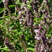 20120922 Honeybees on Basil posted by chipmunk_1 to Flickr