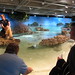 514-092312-New England Aquarium posted by Brian Whitmarsh to Flickr