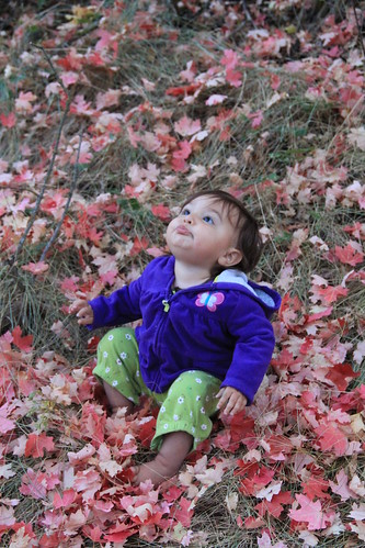 Jovie sitting in the red leaves 11