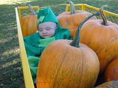 Sleeping peapod in the pumpkins 2