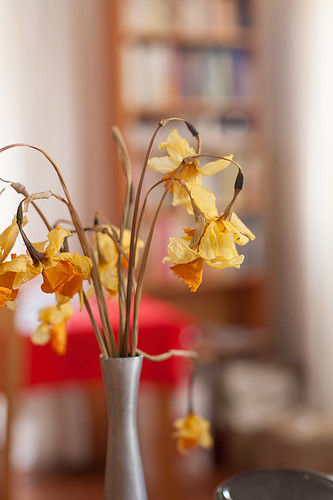 Daffodils, dried