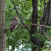 City hawk posted by bill_comstock to Flickr
