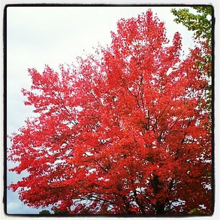#fall #foliage #leaves #red #newhampshire #love #beauty #happy #tree #sky #leaf