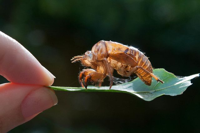 cicada carapace