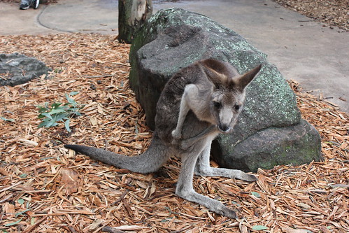 Kangaroo at Dreamworld by holidaypointau