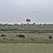 Etosha National Park impressions, Namibia - IMG_3269_CR2_v1