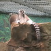 RingTailedLemur_028 posted by *Ice Princess* to Flickr