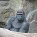 Gorilla_018 posted by *Ice Princess* to Flickr