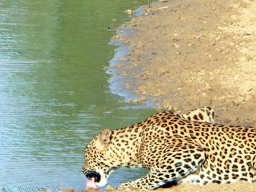 Leopard at watering hole in Yala National Park Sri Lanka