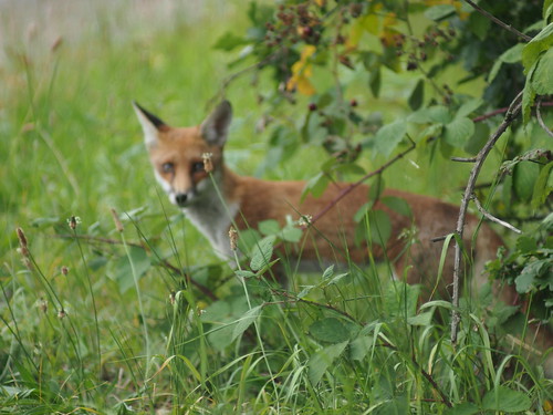 Fox, Epping Forest by i_noriyuki