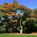 Acer palmatum 'Sanguineum' posted by Arnold Arboretum to Flickr
