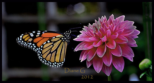 Monarch Butterfly  9