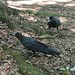 Tokyo crows