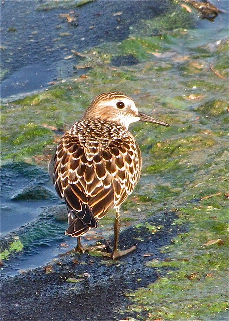 Baird's Sandpiper at Gridley Wastewater Treatment Ponds in McLean County, IL 51
