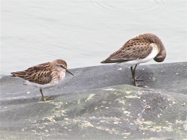 Semipalmated and Least Sandpiper at Gridley Wastewater Treatment Ponds in McLean County, IL 02