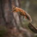 Red Squirrel jumping away with mouthful of food