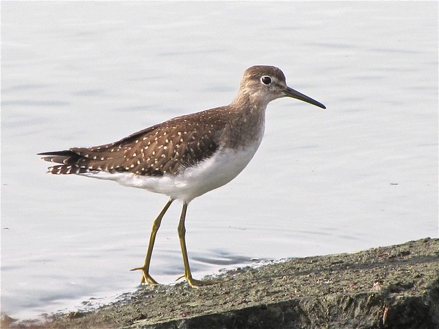 Solitary Sandpiper at Gridley Wastewater Treatment Ponds 03