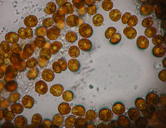 顯微鏡下的共生藻(中央研究院生物多樣性中心提供)
