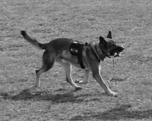 Otto the Police Dog demo