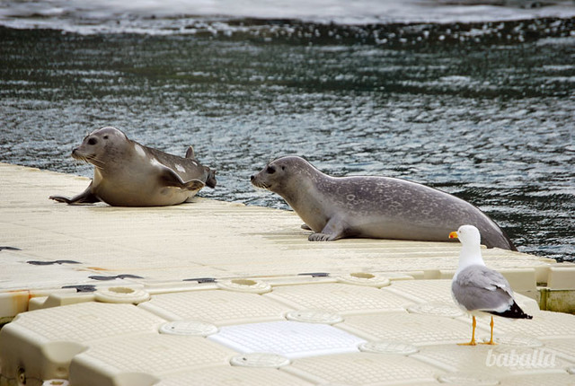 acuario_coruña_focas