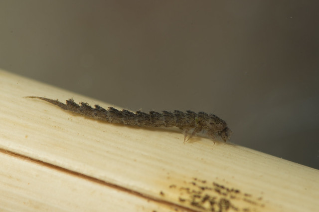 Haliplus larva 3