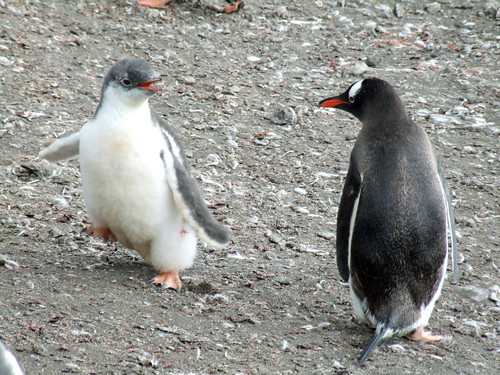 Gentoo penguins Livingston Is by Dream Nut
