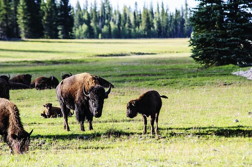 Non-native “beefalo” graze in a North Rim meadow.