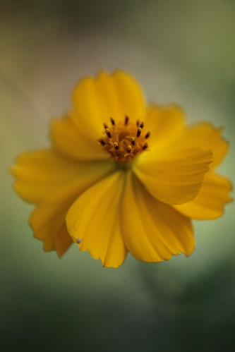 Lovely Yellow~ by conniee4