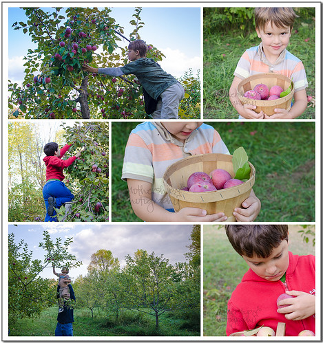 apple picking 2012