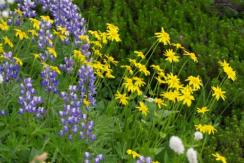 Wildflowers - Lupine, Broadleaf Arnica