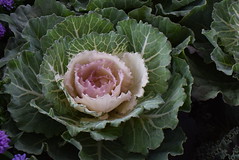 Wild Cabbage