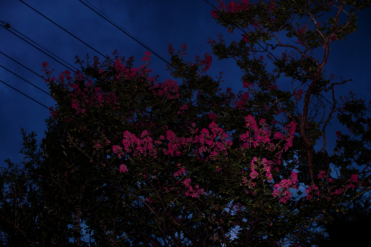 暗花 night flowers