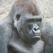 Gorilla_033 posted by *Ice Princess* to Flickr