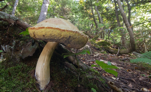 Giant Bolete Mushroom by lotterhand