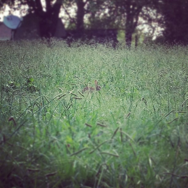 The best thing about having a dog is that, no matter how bad I feel, I'm forced to go outside and watch for bunnies.