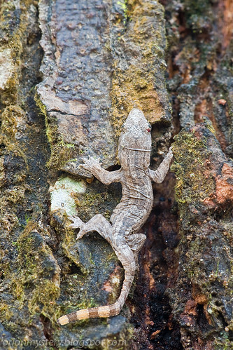 Juvenile. Malayan frill gecko (Hemidactylus craspedotus) IMG_4774 copy