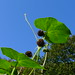 20120922 Burcucumber Sicyos posted by chipmunk_1 to Flickr
