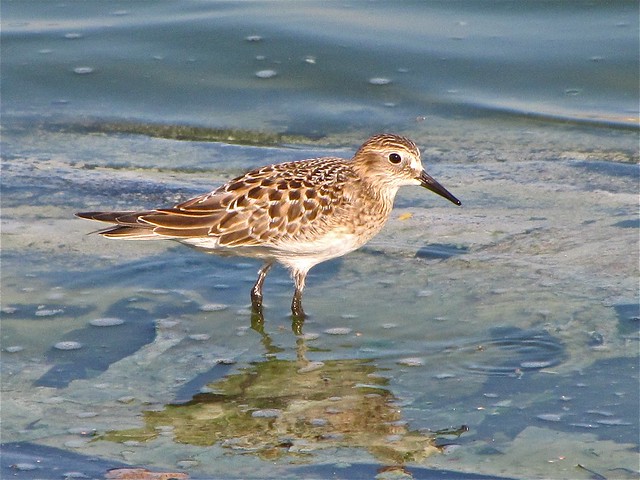 Baird's Sandpiper at Gridley Wastewater Treatment Ponds in McLean County, IL 03
