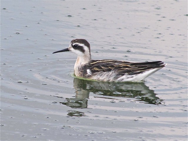 Red-necked Phalarope at Gridley Wastewater Treatment Ponds 147