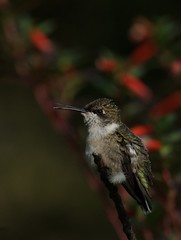 2012 Hummingbirds