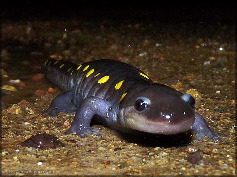 P1280484_spotted_salamander