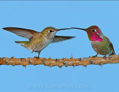Two Annas Hummingbirds