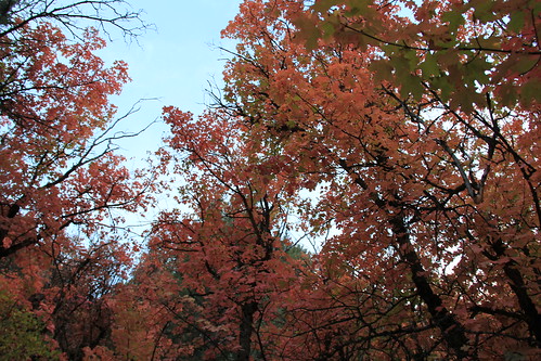 some red trees
