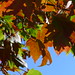 20121008 Red Maple (Acer rubrum)? posted by chipmunk_1 to Flickr