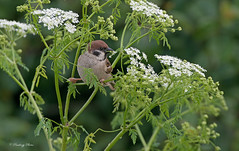  Tree sparrow-Passer montanus.