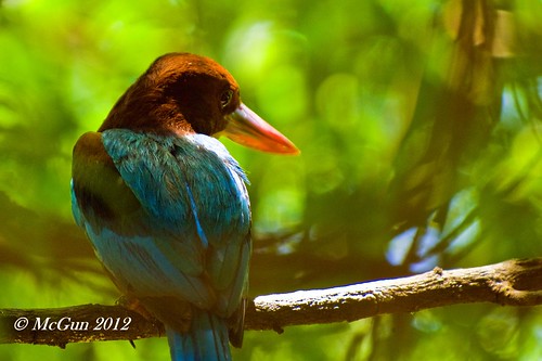 Day 246 - White Throated Kingfisher by McGun
