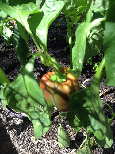 Close up of the pepper turning redder